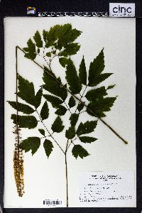 Actaea racemosa image