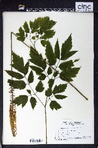 Actaea racemosa image