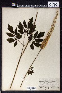 Actaea racemosa image