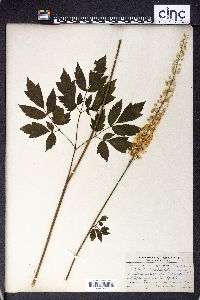 Actaea racemosa image