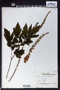 Actaea racemosa image