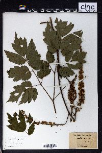 Actaea racemosa image