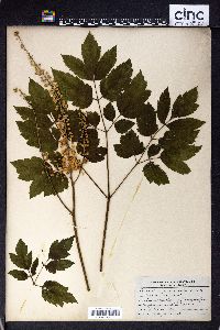 Actaea racemosa image