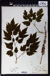 Actaea racemosa image