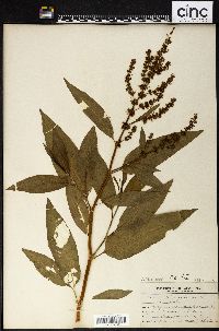 Rumex altissimus image