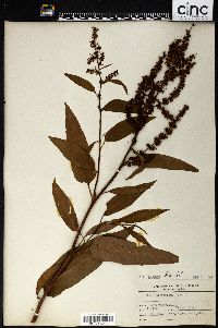 Rumex altissimus image