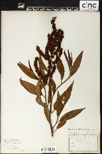 Rumex altissimus image