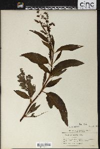 Rumex altissimus image