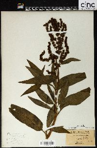 Rumex altissimus image