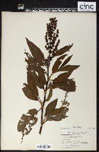 Rumex altissimus image