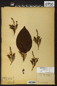 Image of Maesa tabacifolia