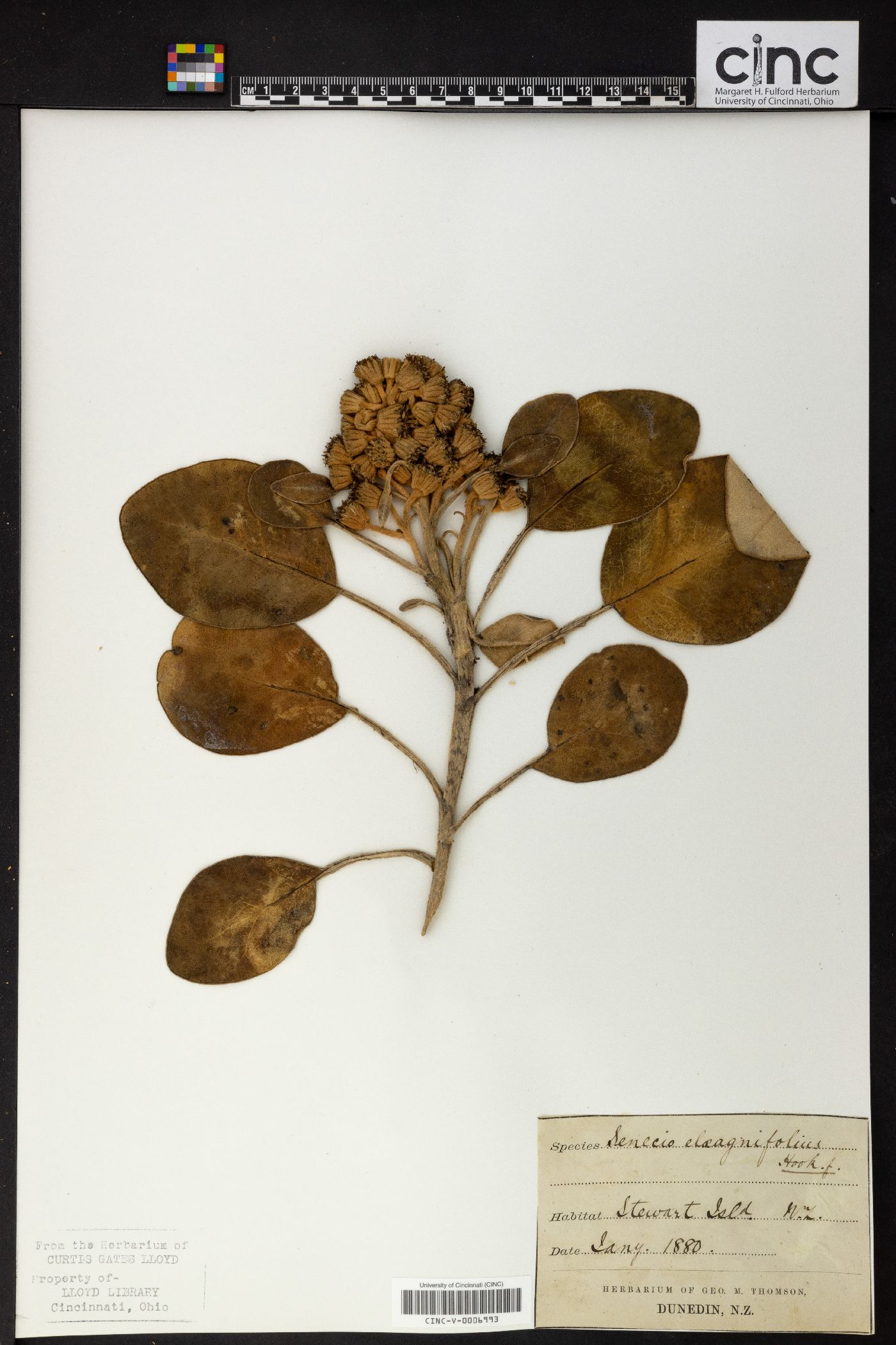 Brachyglottis elaeagnifolia image