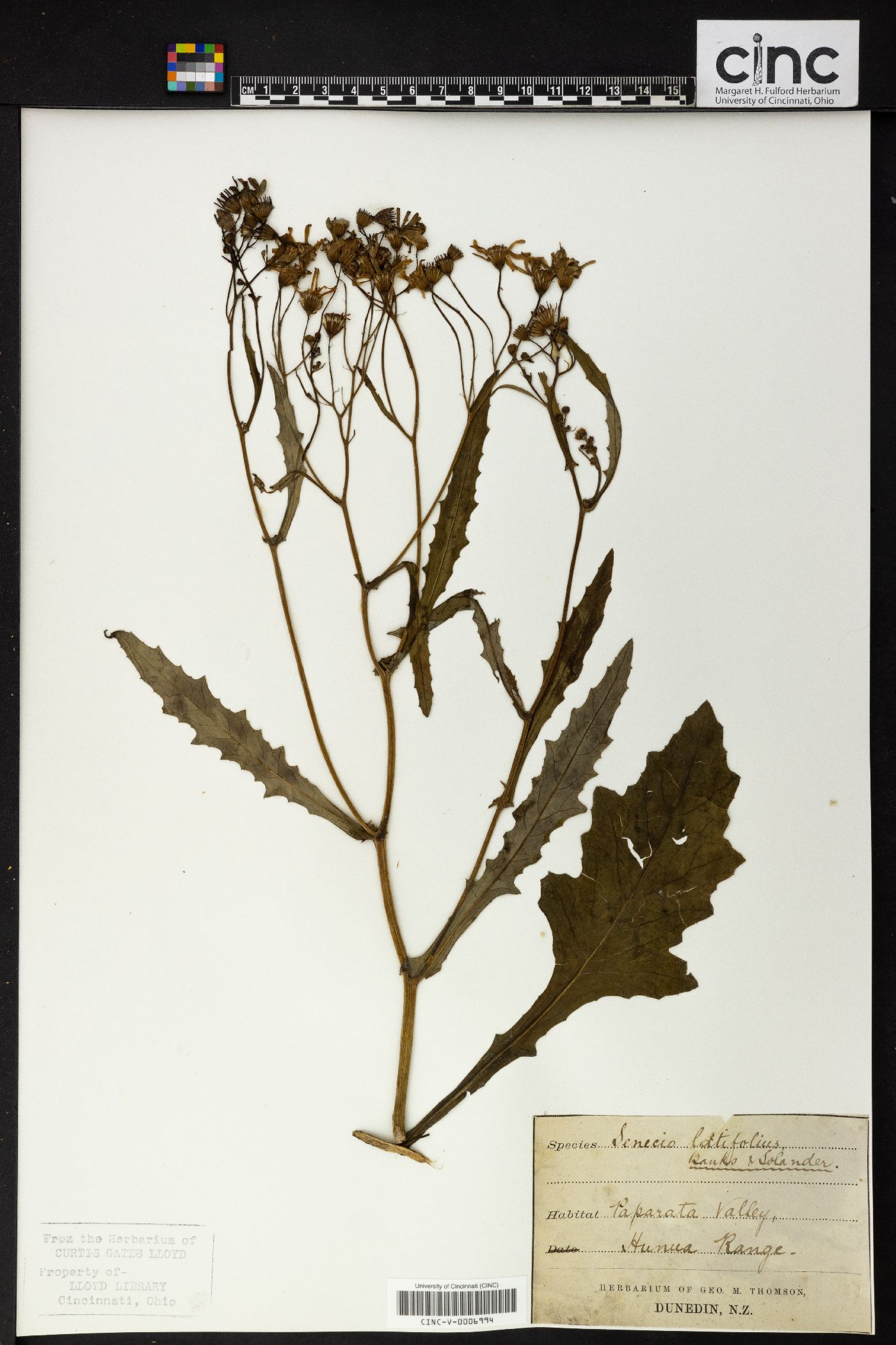 Senecio latifolius image