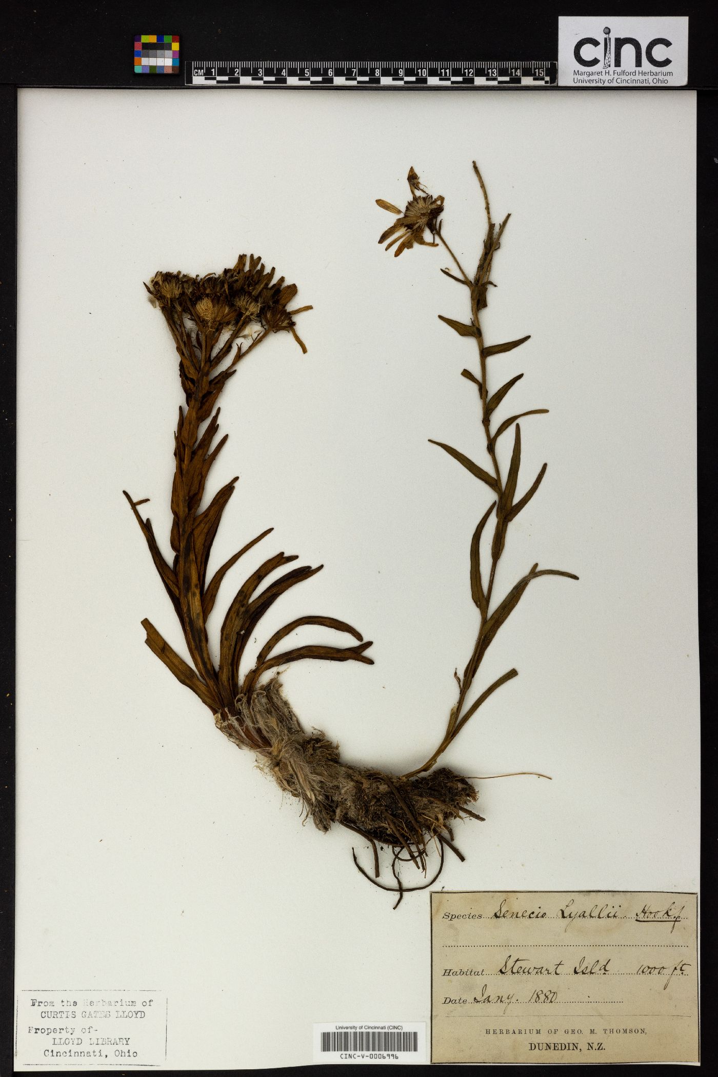 Senecio lyallii image