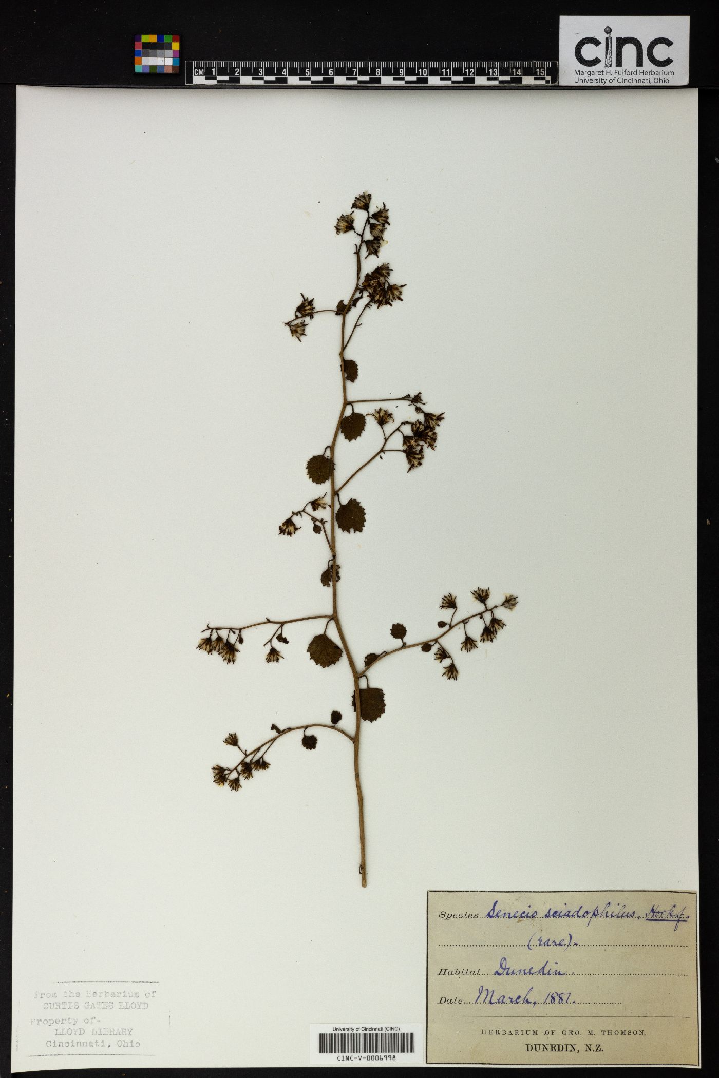 Brachyglottis sciadophila image
