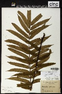 Marattia smithii image