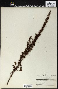 Rumex obtusifolius image