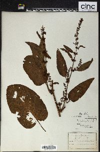 Rumex obtusifolius image