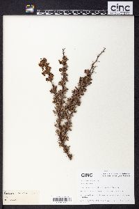 Image of Berberis amoena
