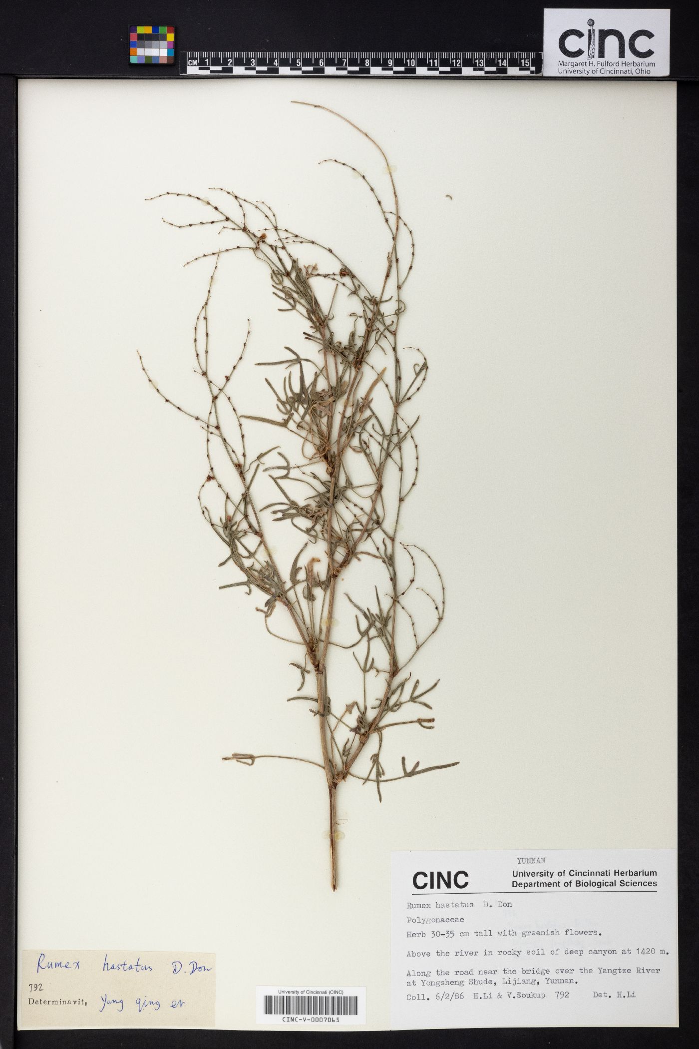 Rumex hastatus image