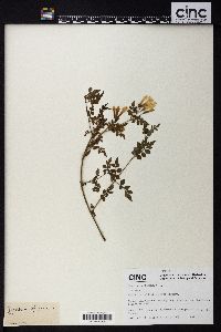 Jasminum officinale image