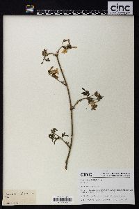 Jasminum officinale image