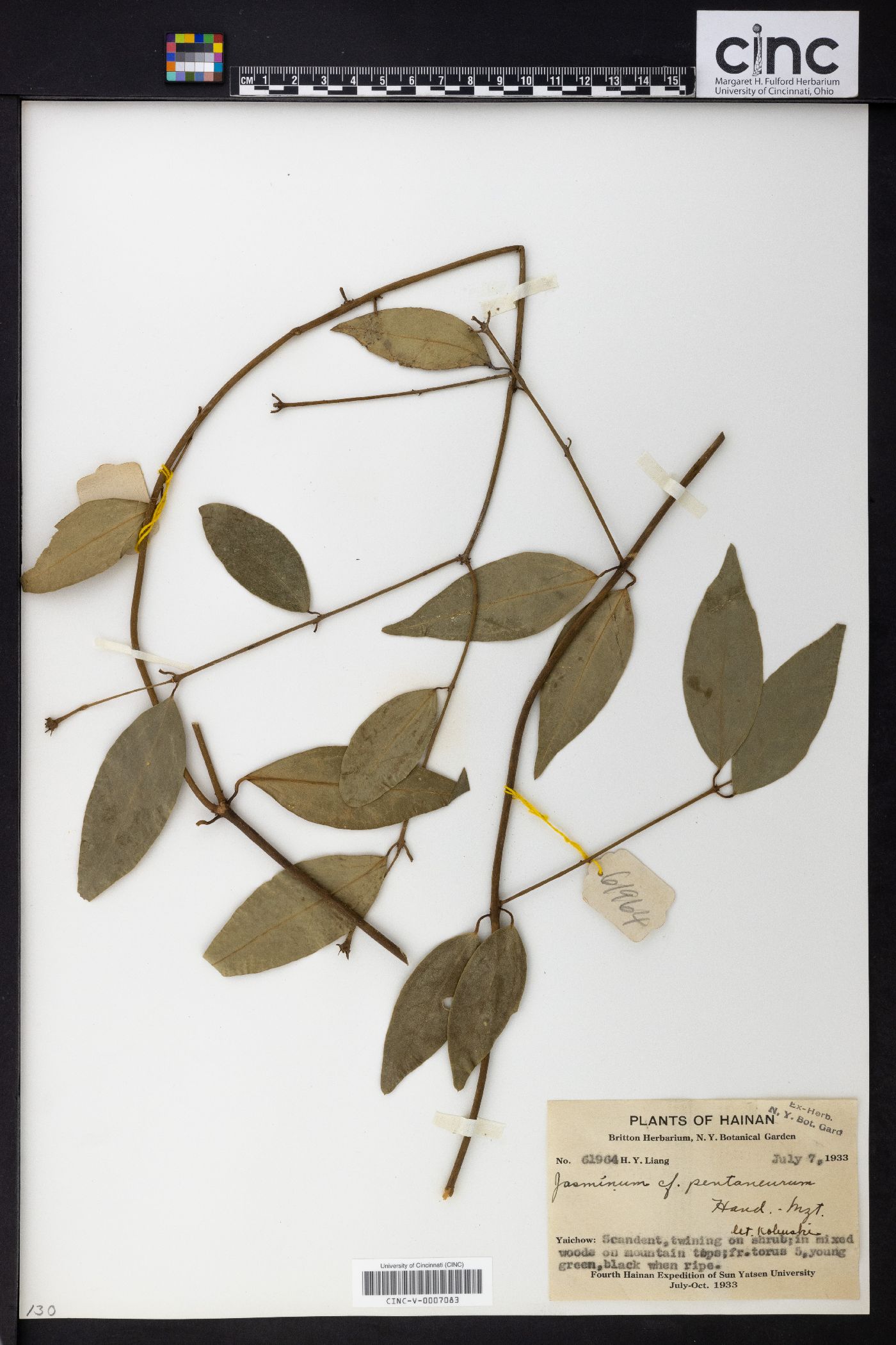 Jasminum pentaneurum image