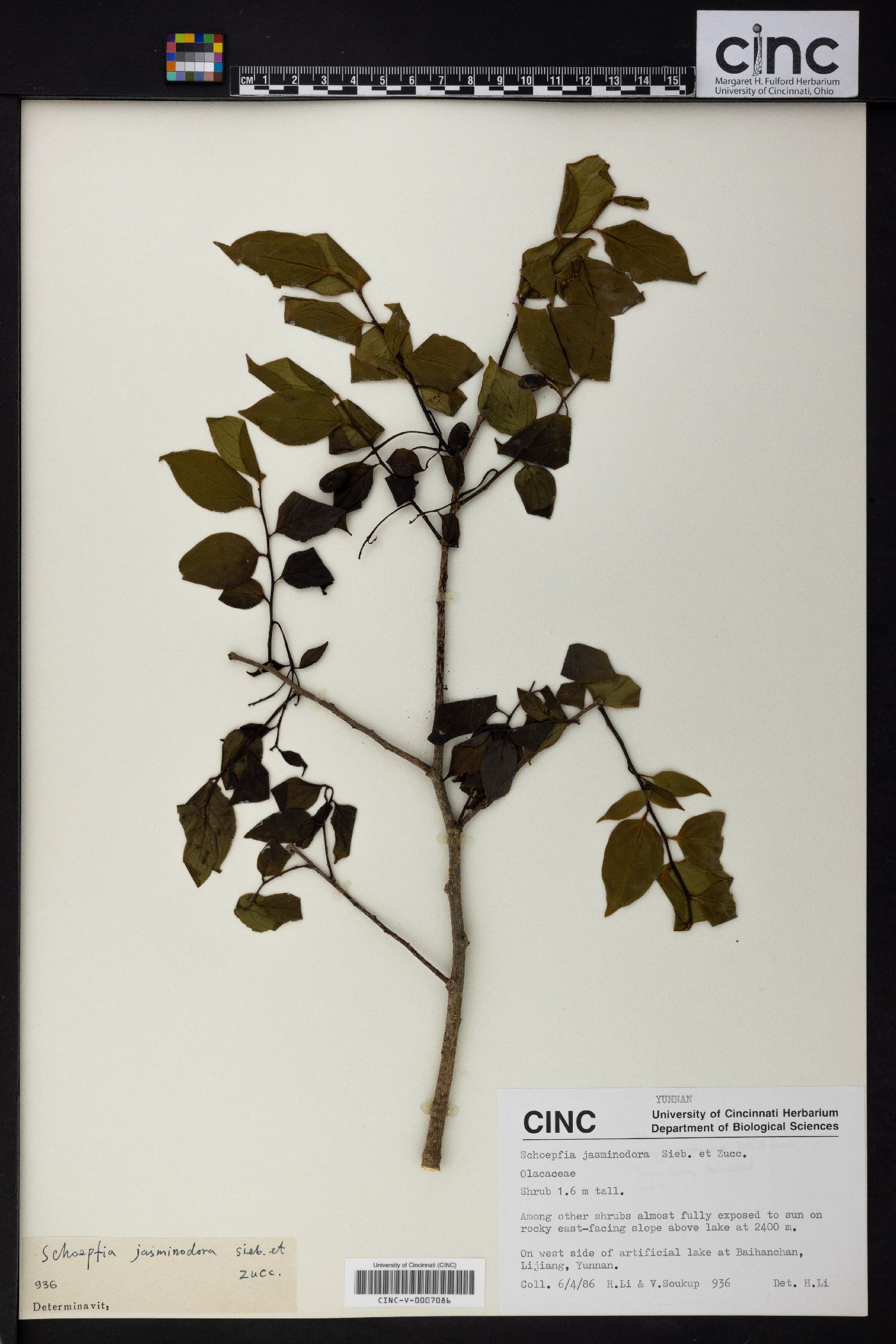 Schoepfia jasminodora image