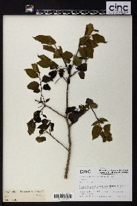 Schoepfia jasminodora image