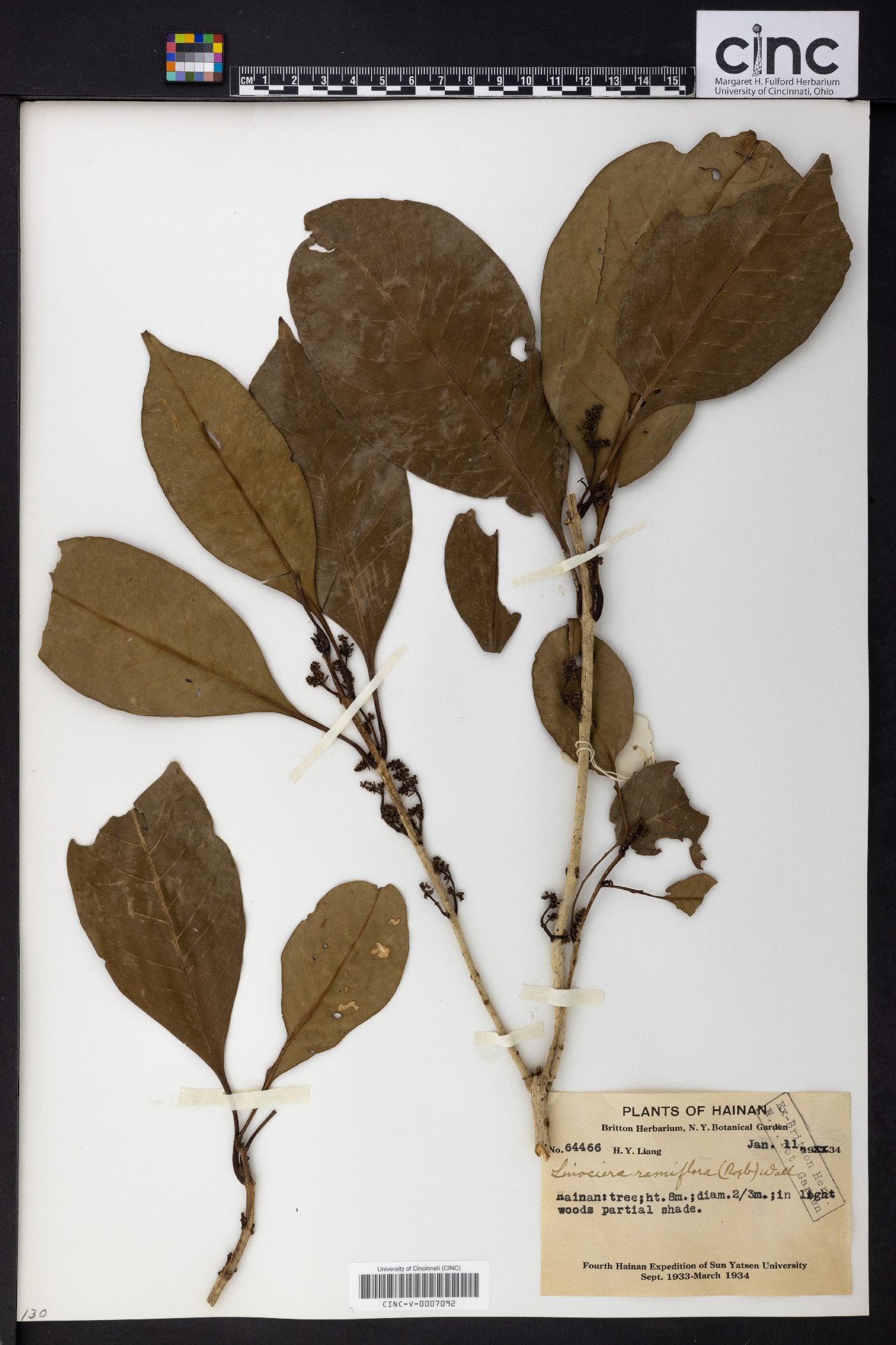 Chionanthus ramiflorus image