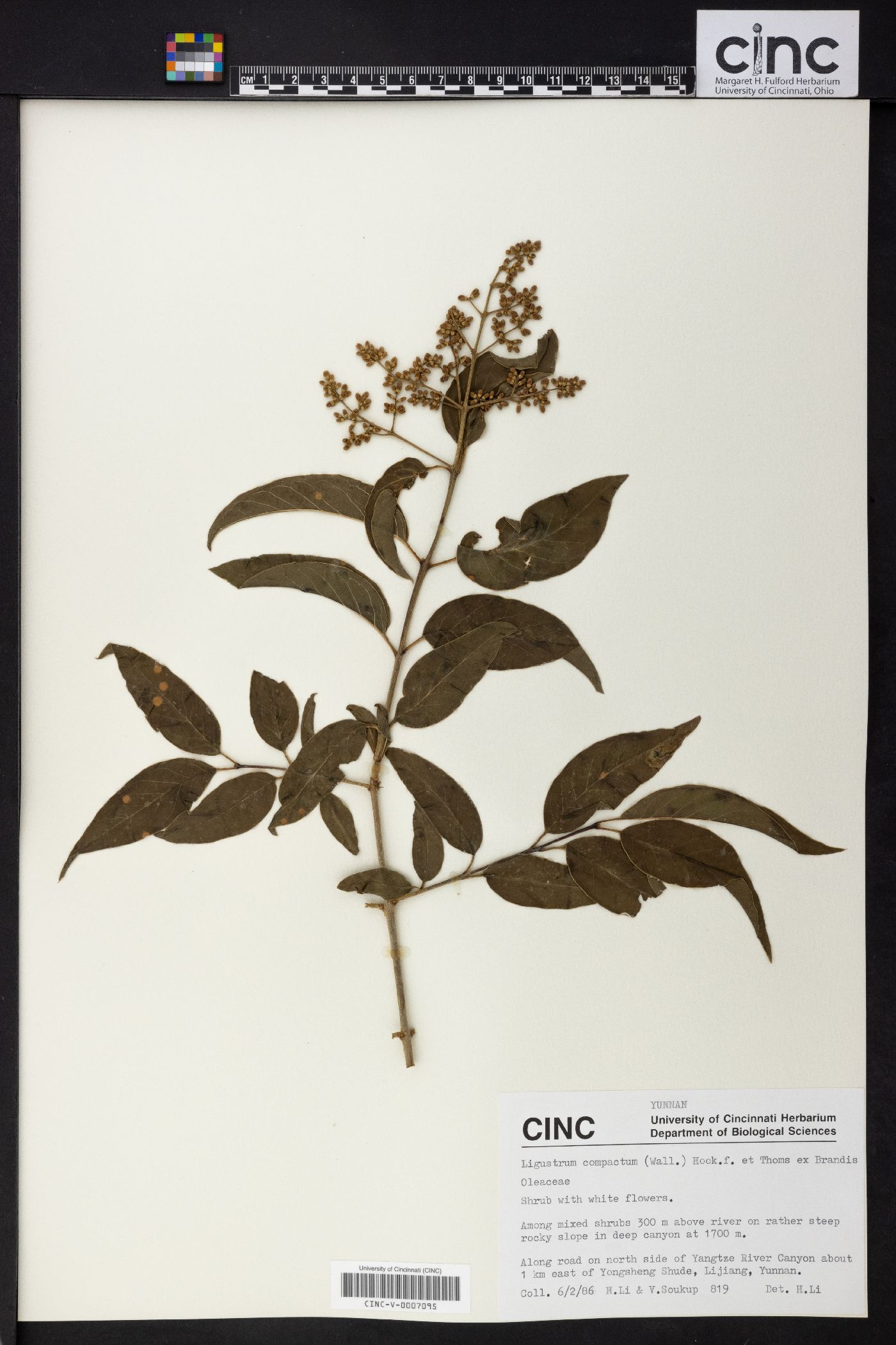 Ligustrum compactum image