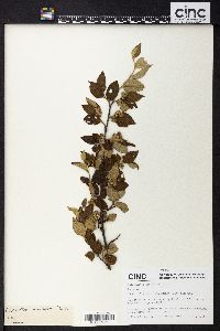 Cotoneaster acuminatus image