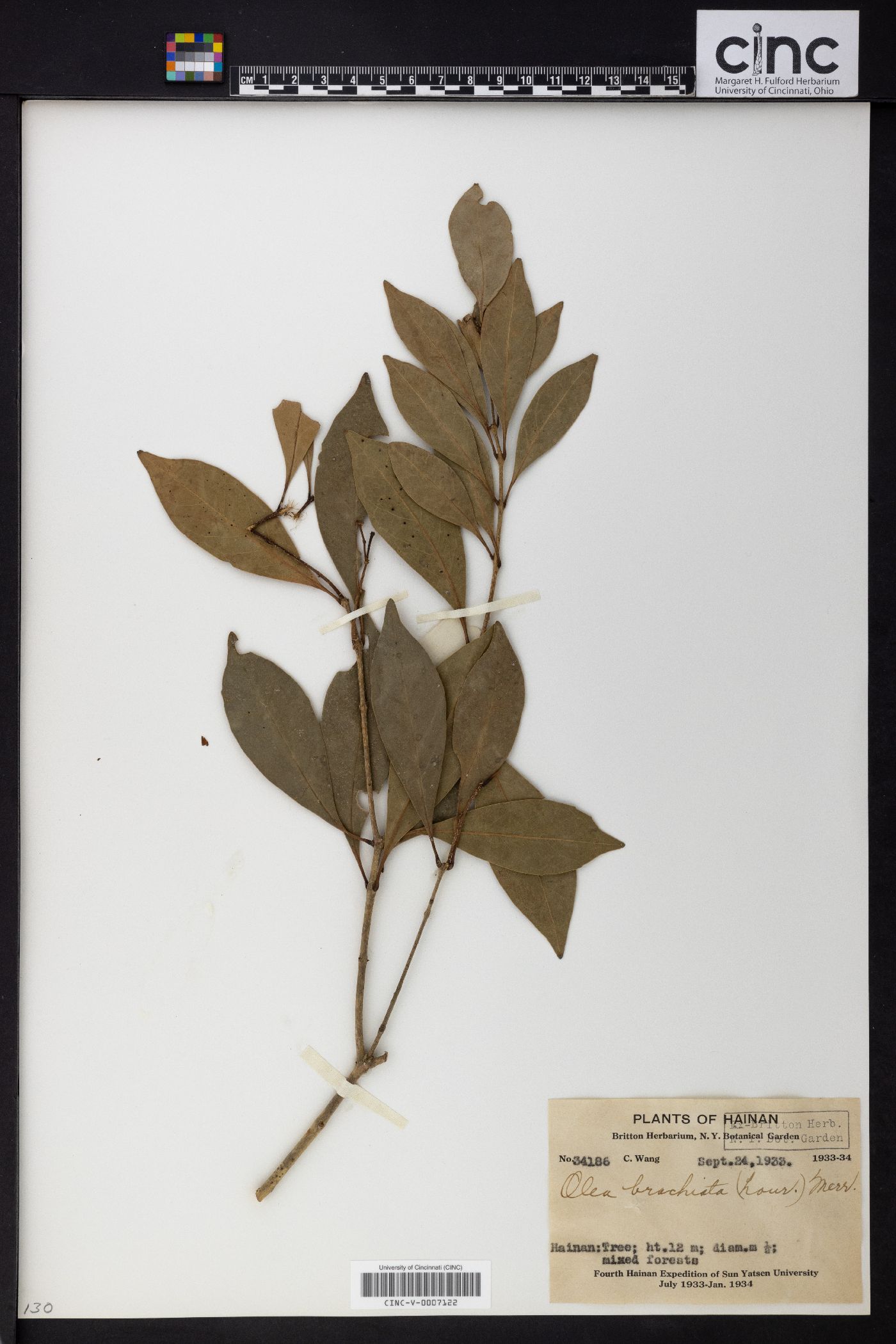 Olea brachiata image