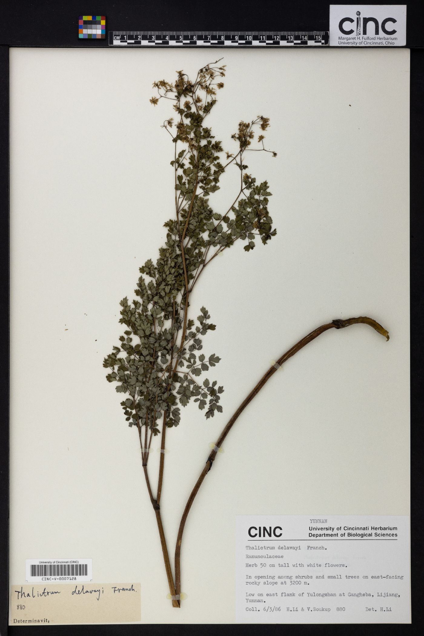 Thalictrum delavayi image