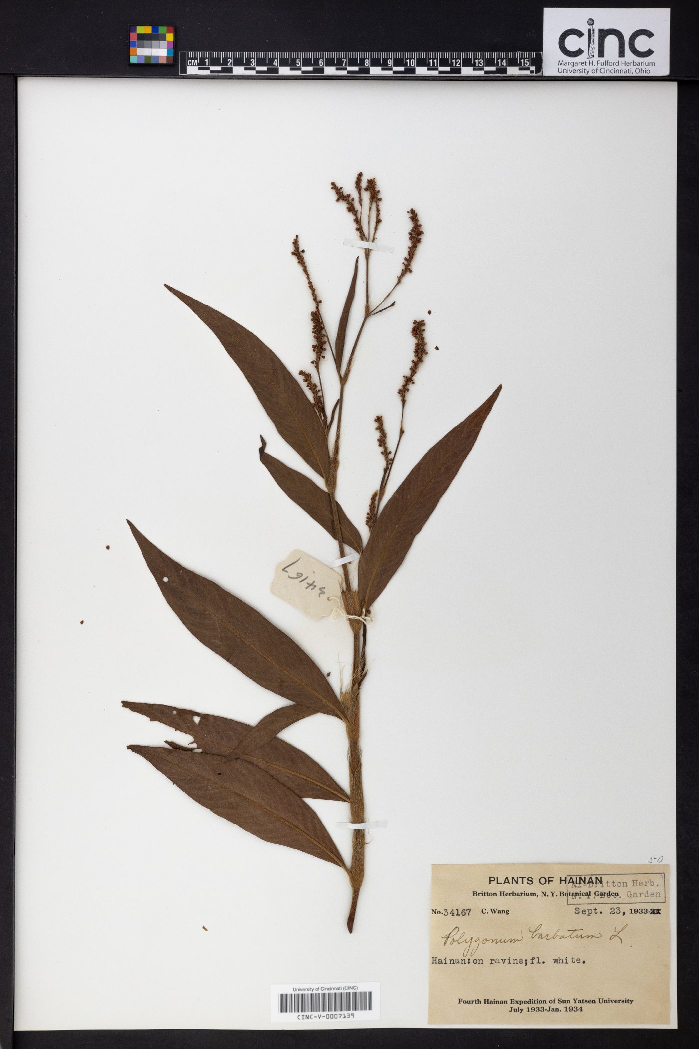 Polygonum barbatum image