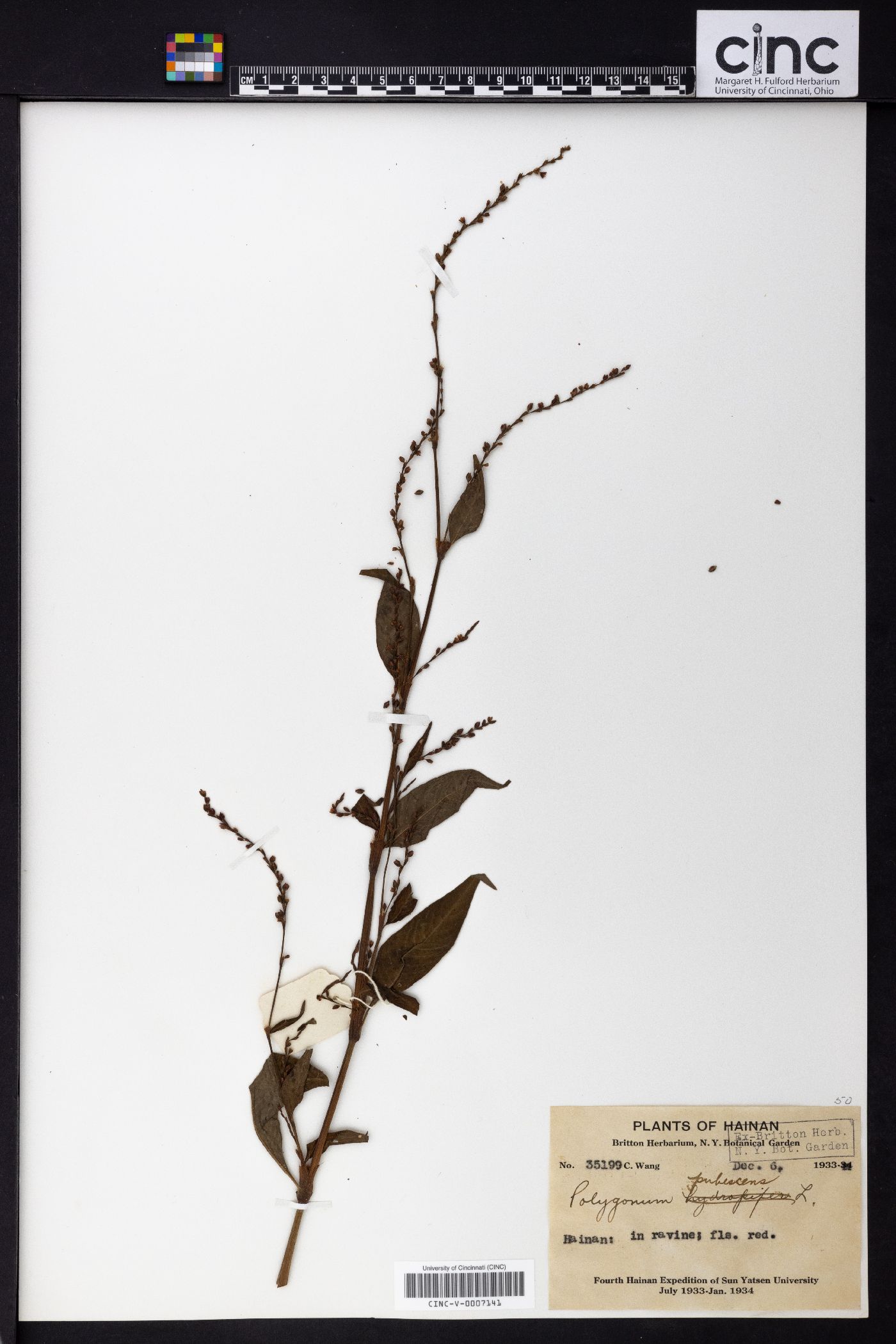 Persicaria pubescens image