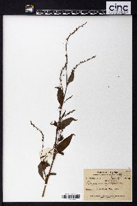 Persicaria pubescens image