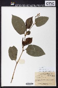 Polygonum chinense image