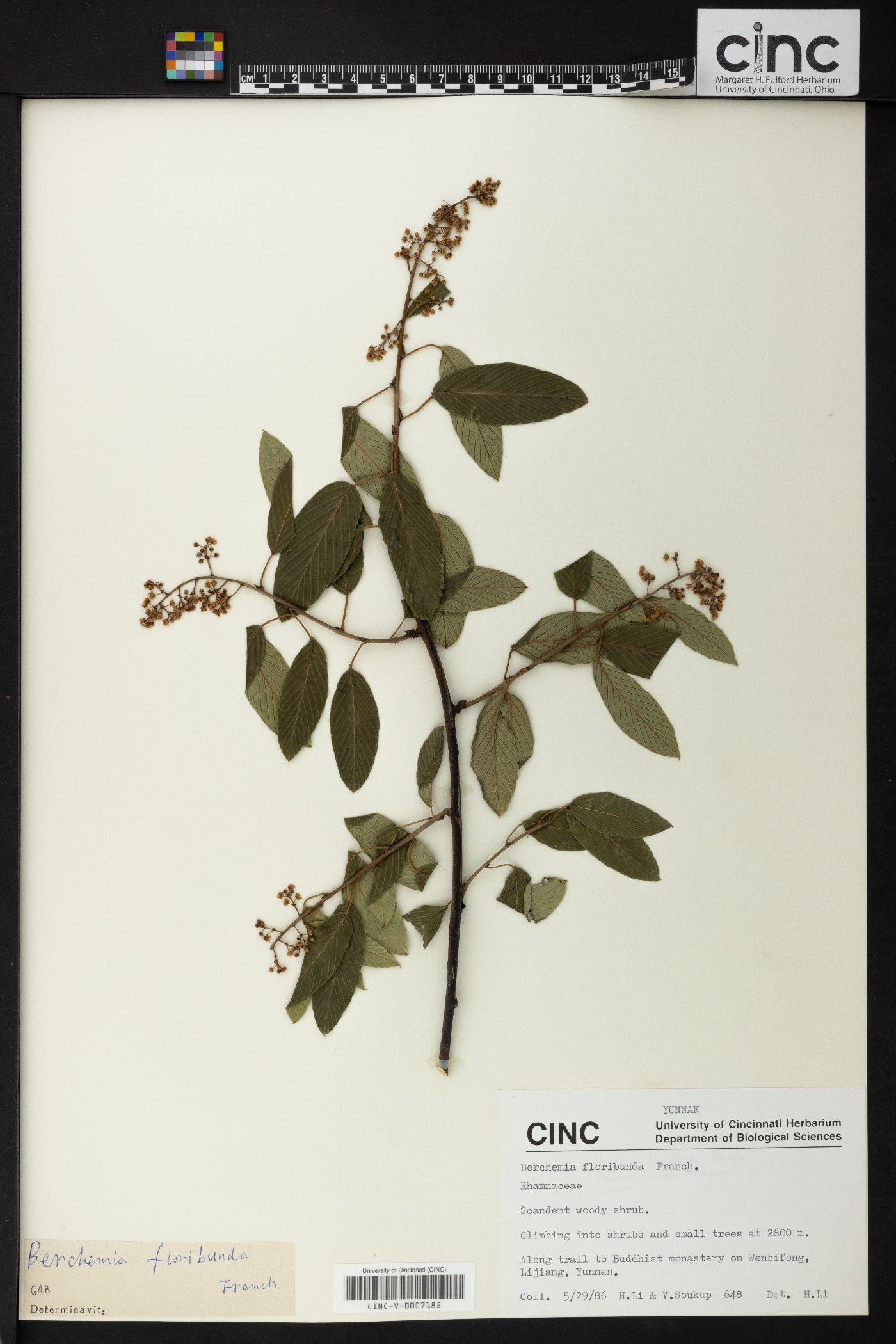 Berchemia floribunda image