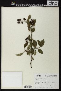 Image of Berchemia yunnanensis