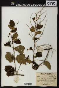 Gouania obtusifolia image