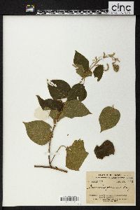 Gouania obtusifolia image