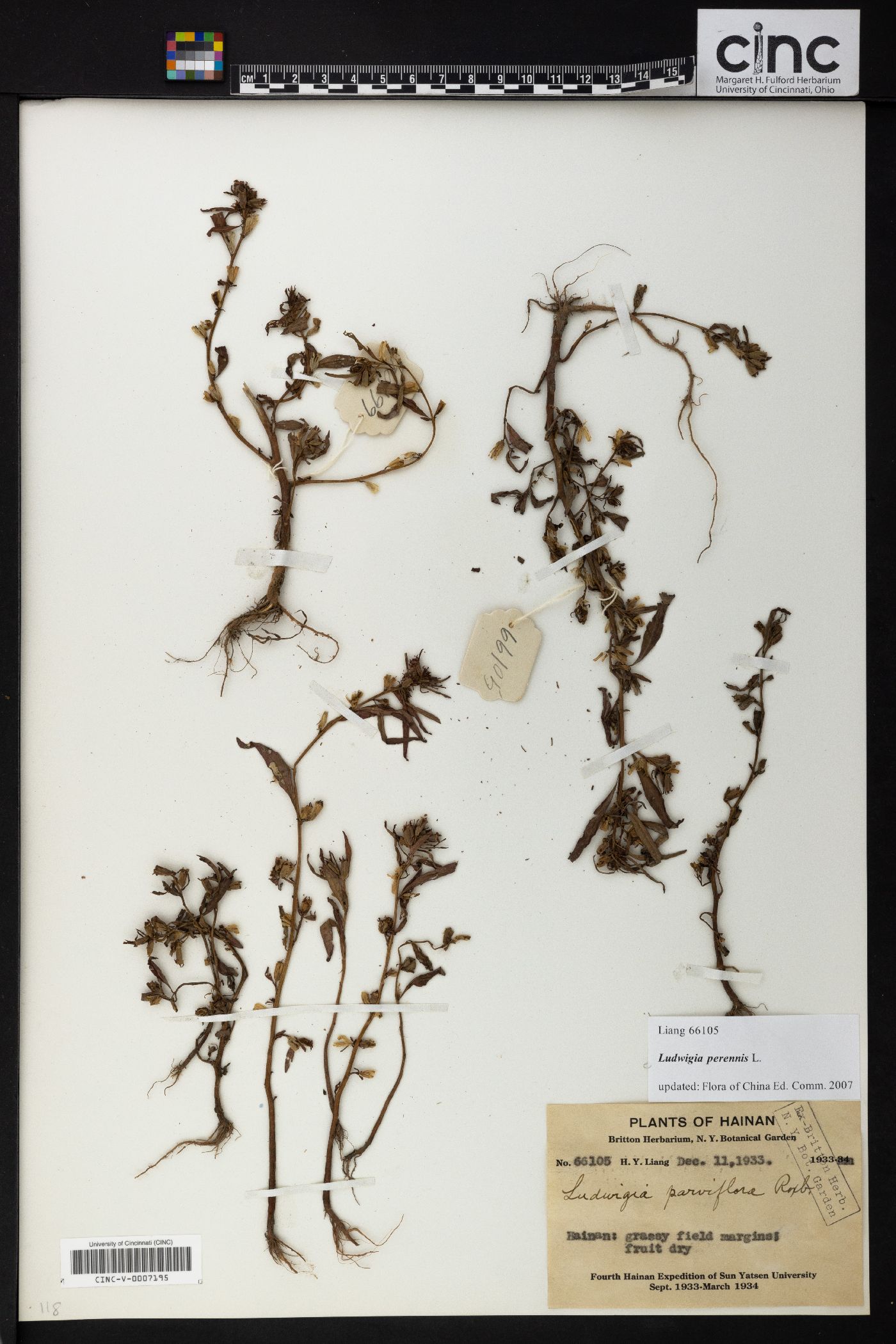 Ludwigia perennis image