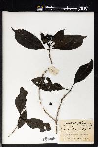 Image Associated With the Occurence