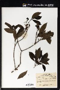Image Associated With the Occurence