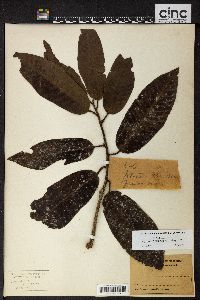 Myristica hypargyraea image