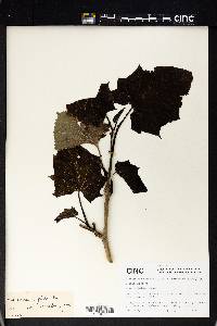 Torricellia angulata image