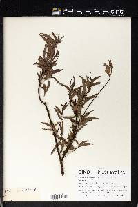 Trema angustifolia image