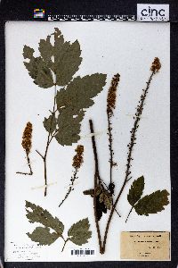 Actaea racemosa image