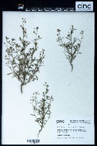 Chaenorhinum minus image